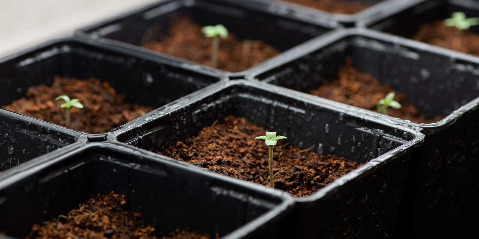 Coltivare autofiorenti senza fertilizzanti: è possibile? Coltivare autofiorenti senza fertilizzanti: è possibile?