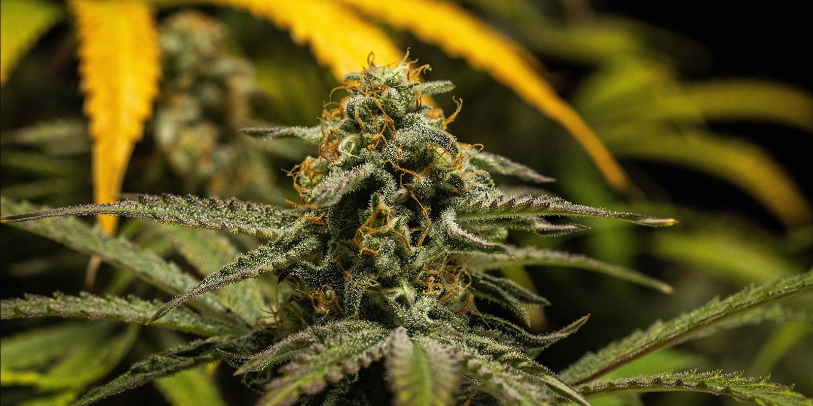 Consigli finali per concimare le piante di cannabis autofiorenti