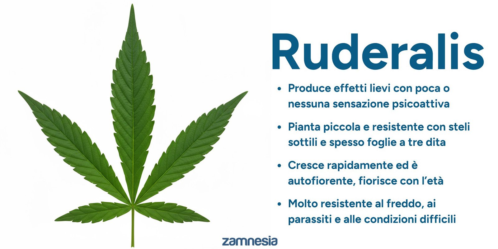 Le origini della cannabis ruderalis