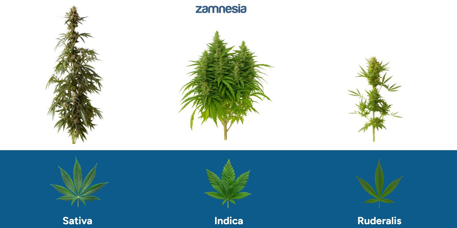 Come la ruderalis si differenzia dagli altri tipi di cannabis