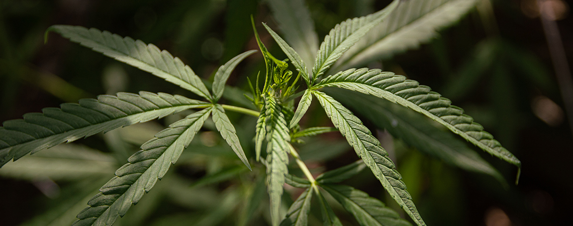 Cos’è la cannabis ruderalis?