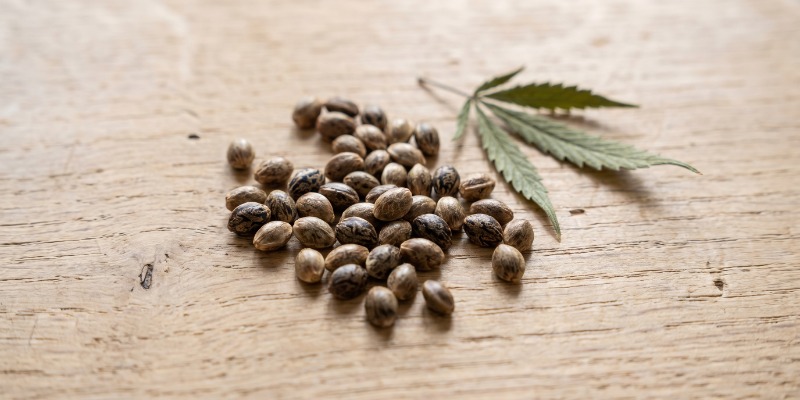 Cosa Sono I Semi Di Cannabis Femminizzati?