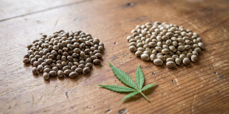 I Semi di Cannabis Femminizzati Sono Uguali ai Semi Fotoperiodici?