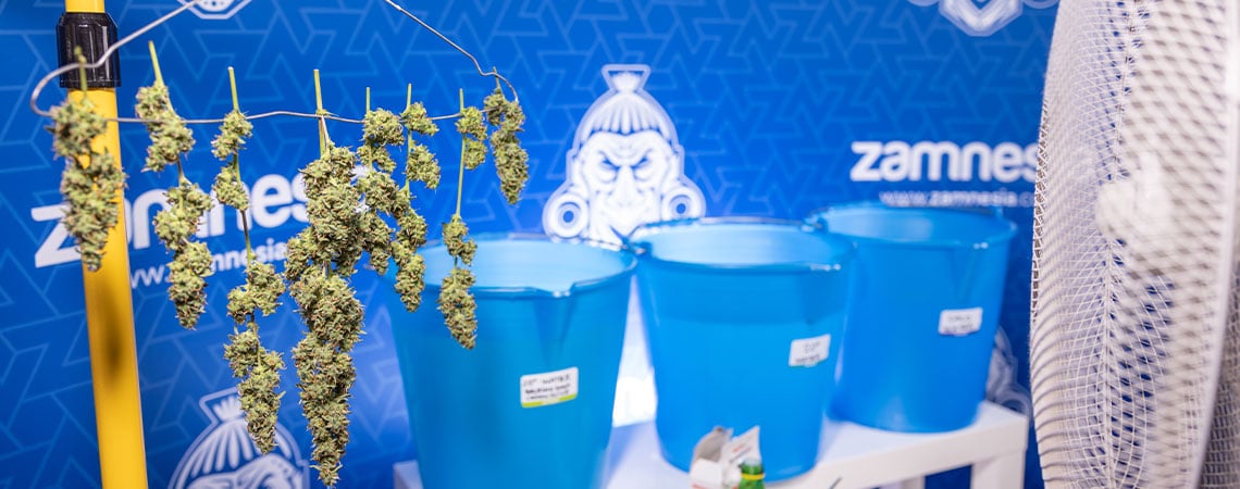 Lavaggio delle cime di cannabis: Cos'è e perché dovresti farlo?
