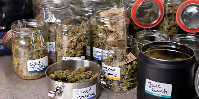 Lavare le cime di cannabis: Sì o no?