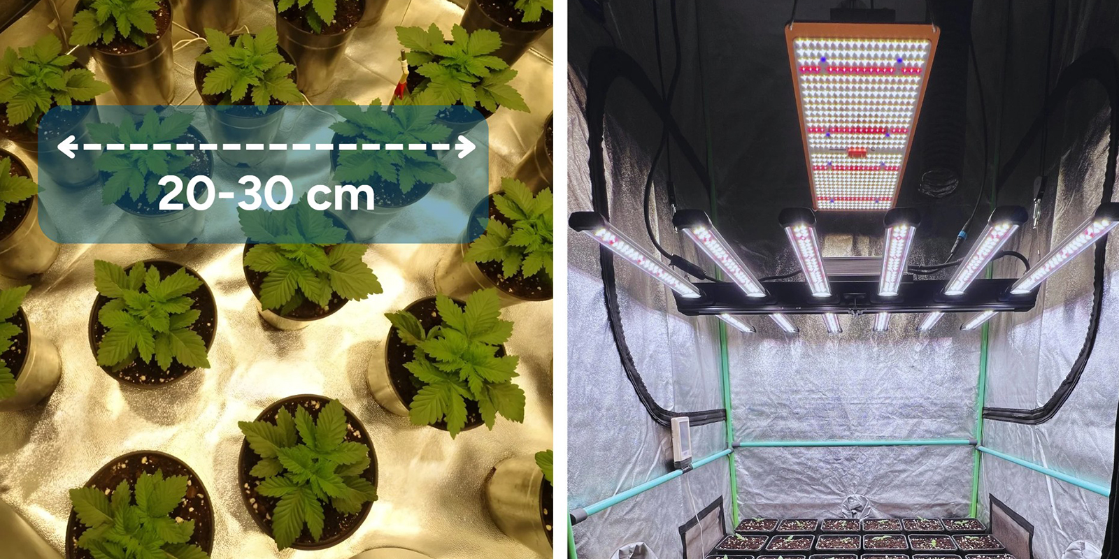 Setting up a sea of green grow