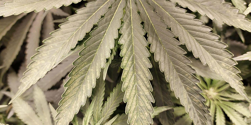 Come prevenire i tripidi sulla cannabis