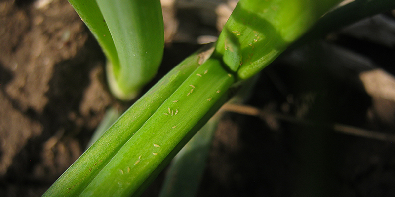 Come riconoscere i tripidi sulle piante di cannabis