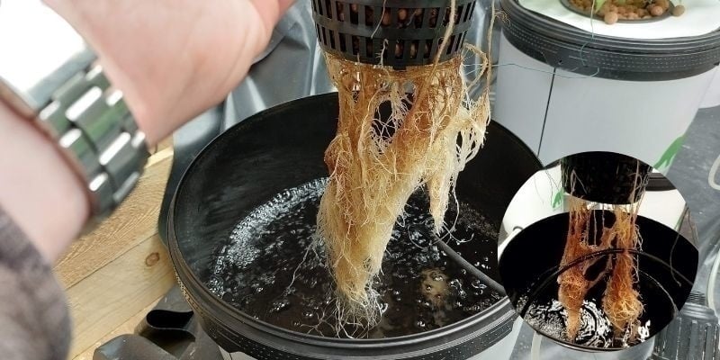 Marciume radicale negli impianti idroponici