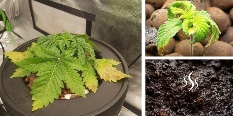 Marciume radicale nelle coltivazioni su terreno
