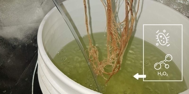 Trattare con H₂O₂ o batteri benefici