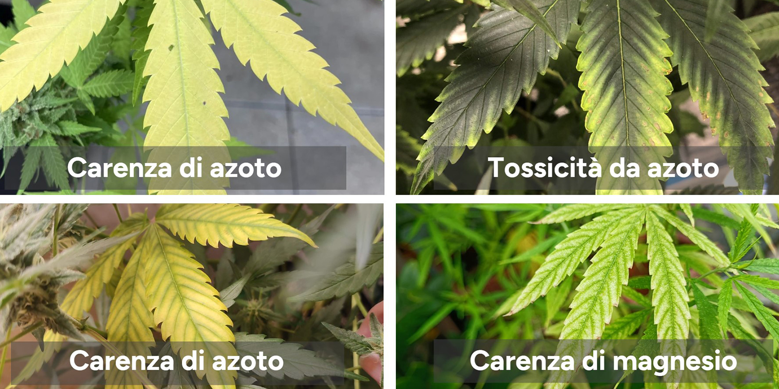 Come confermare che si tratta di carenza di azoto