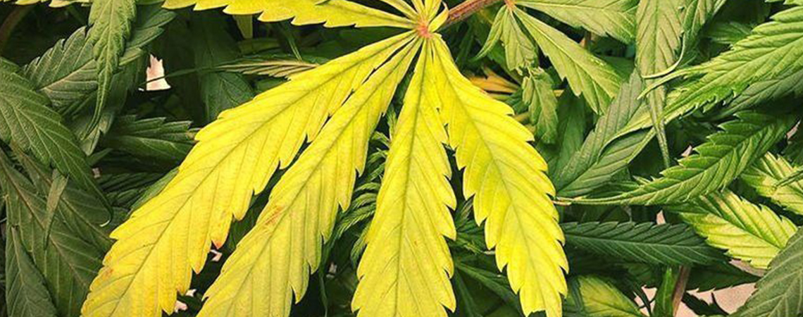 Carenza di azoto nelle piante di cannabis
