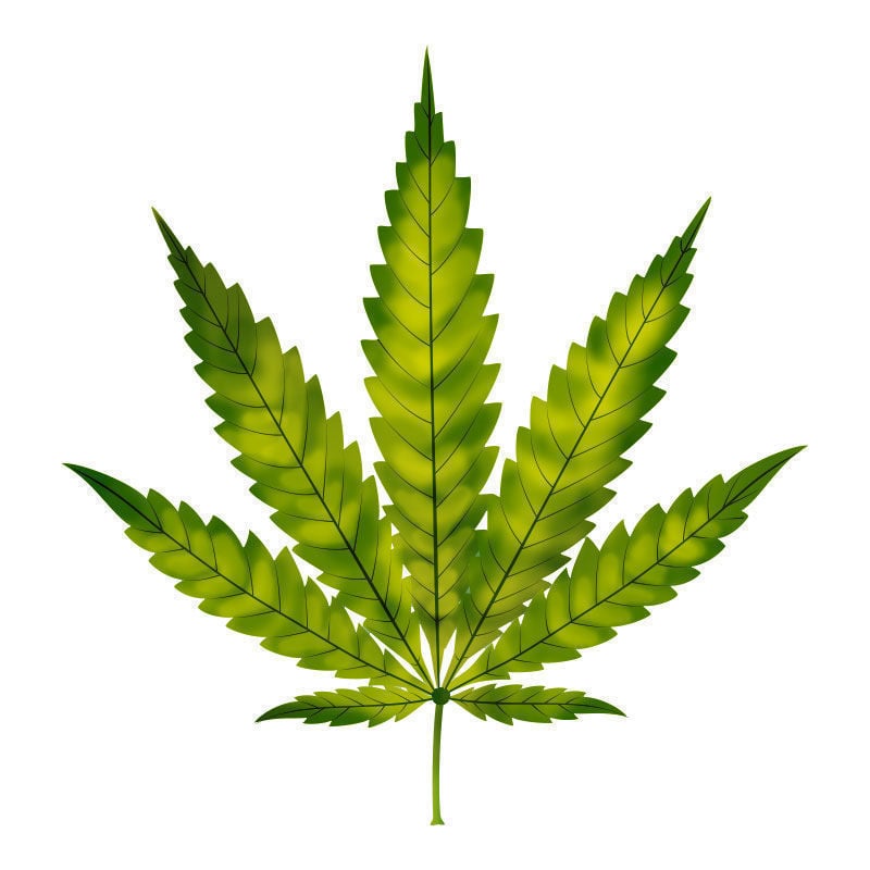 Carenza Di Azoto Nelle Piante Di Cannabis: Primi sintomi della carenza di azoto