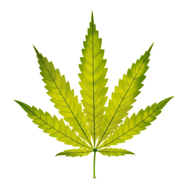 Carenza Di Azoto Nelle Piante Di Cannabis: Progressione della carenza di azoto