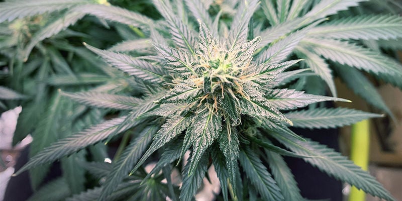Tossicità dell’azoto nelle piante di cannabis: Riepilogo
