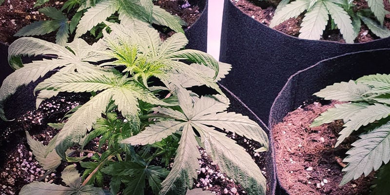Come si manifesta la tossicità dell’azoto sulle piante di cannabis?