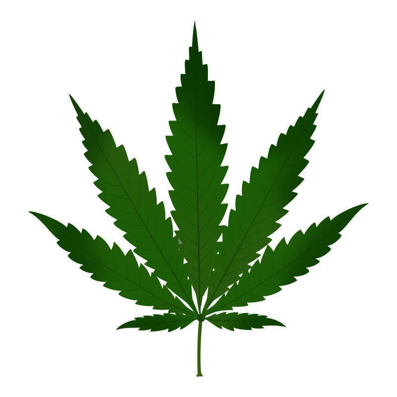 Tossicità Dell’Azoto Nelle Piante Di Cannabis: Primi sintomi della tossicità dell’azoto