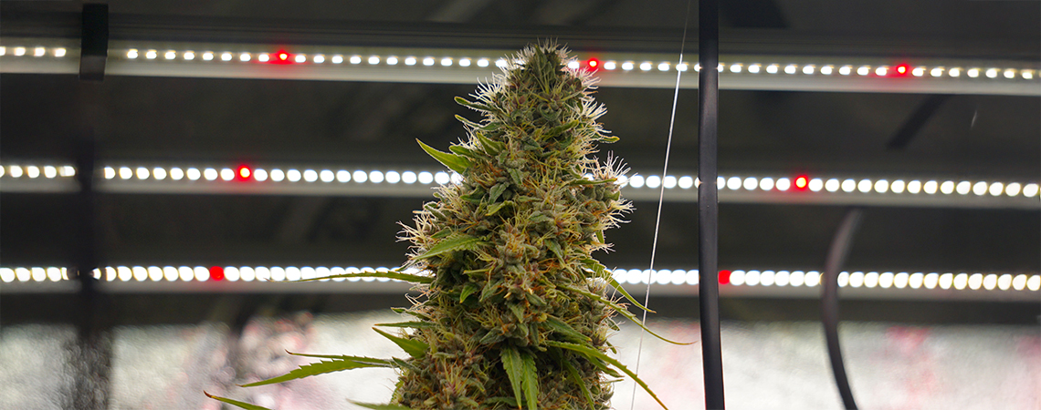 Cicli di luce per autofiorenti spiegati: guida completa