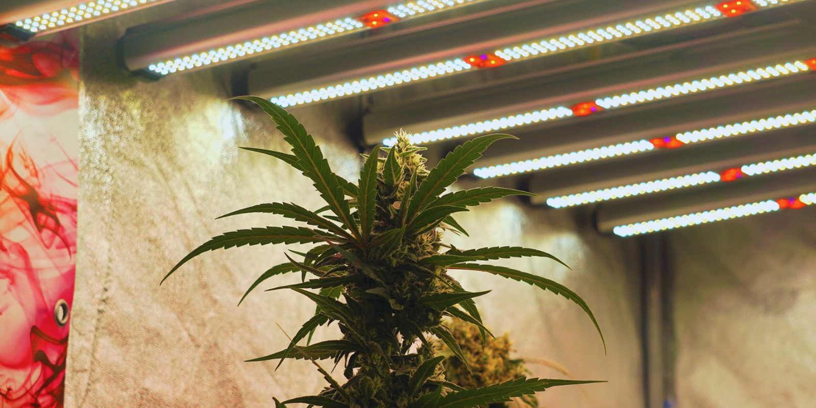 Regola la luce, raccogli le ricompense