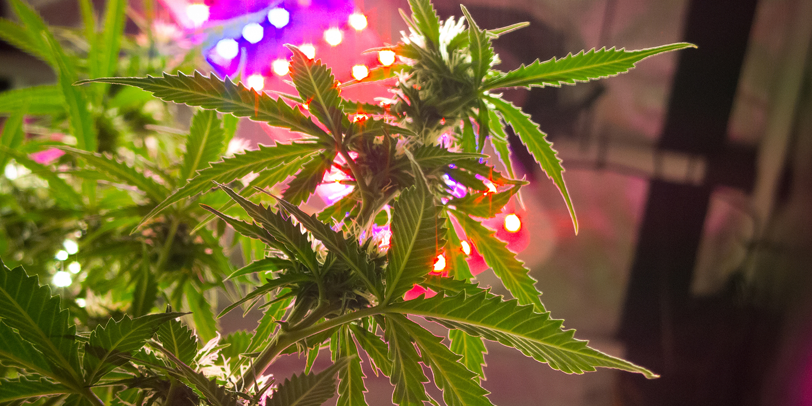 Intensit&agrave; luminosa in base al programma