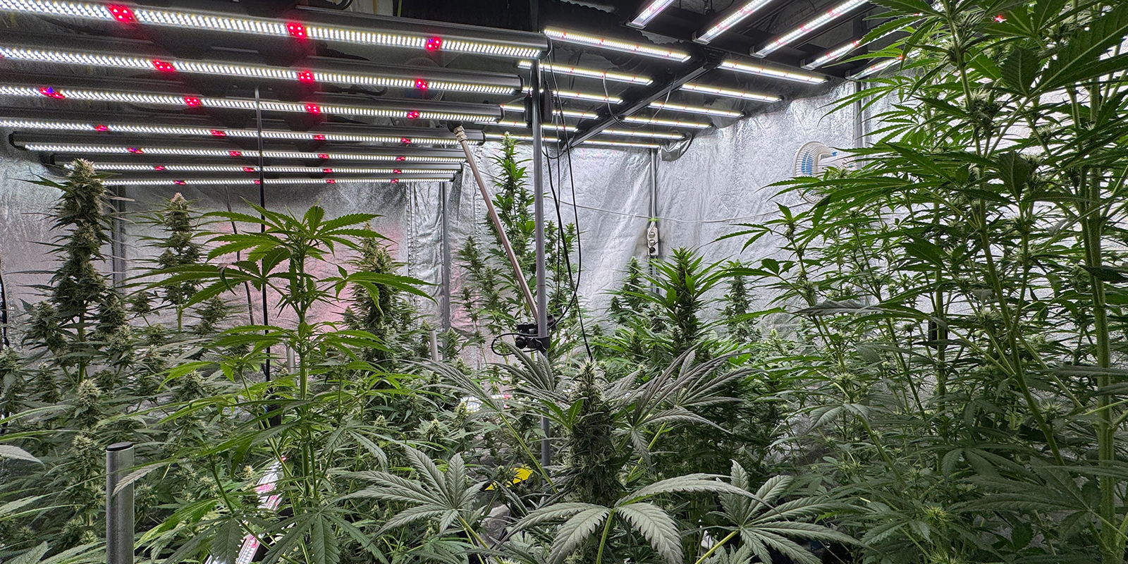 Cicli insoliti: 6/6, 6/2, 36h di luce