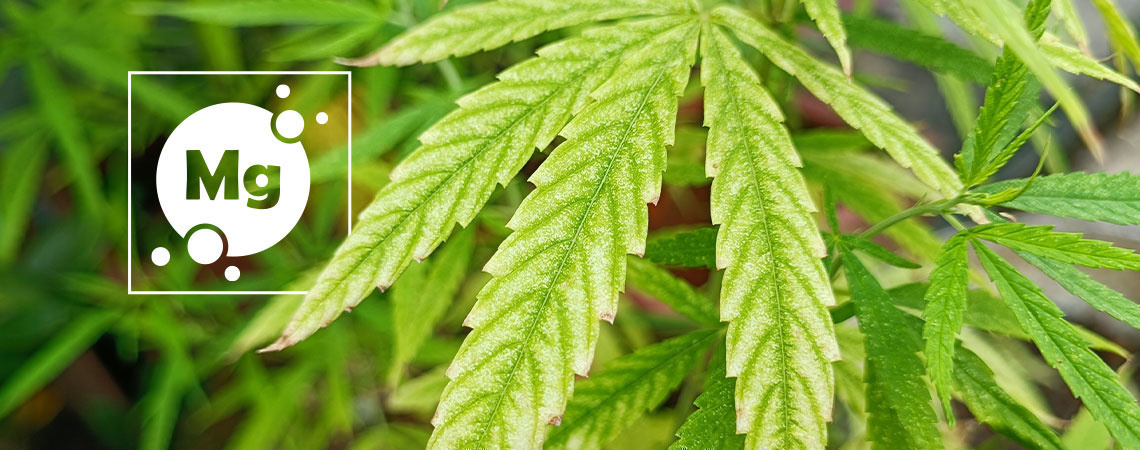Carenza di magnesio nella cannabis