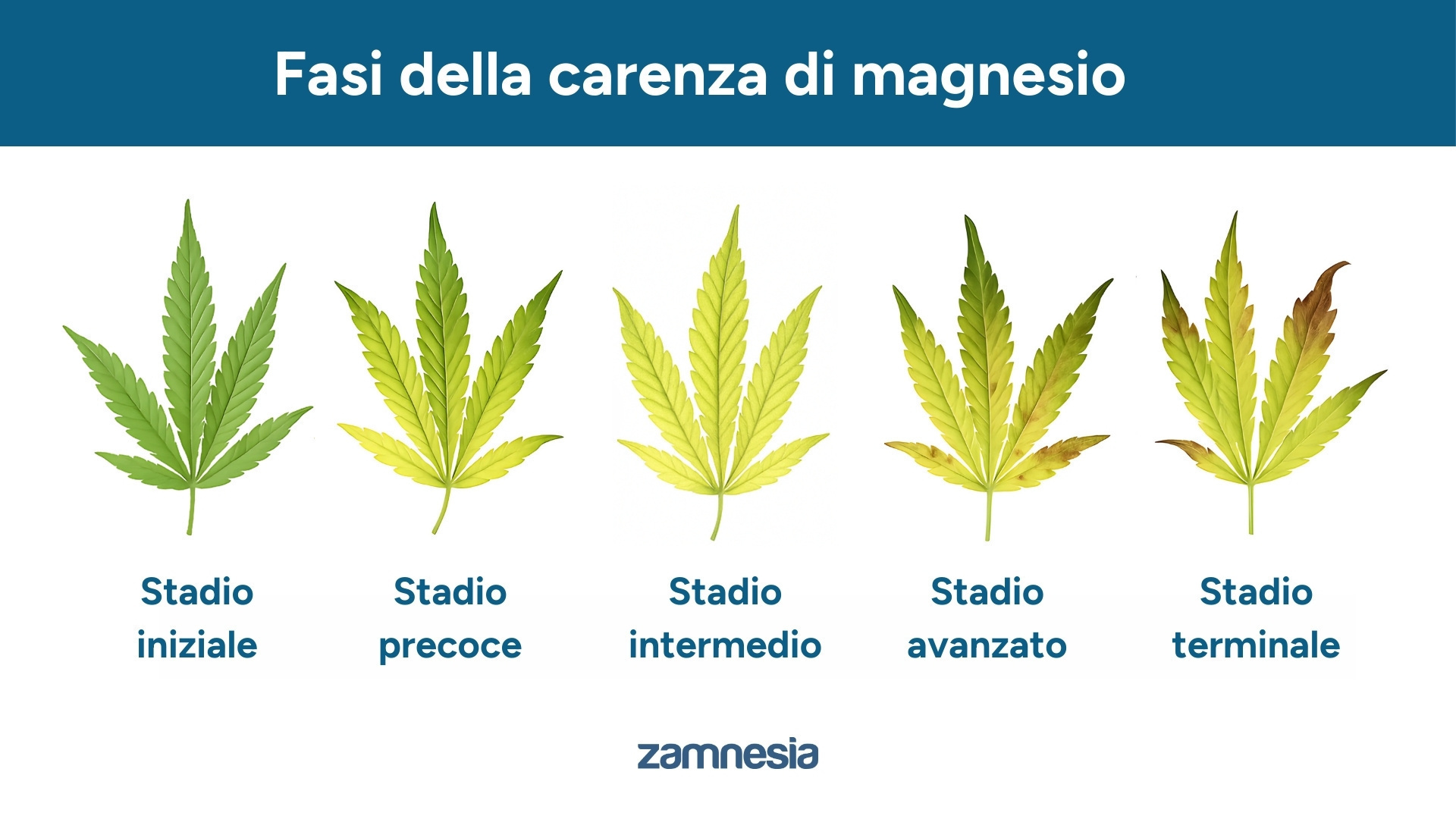 Progressione di una carenza di magnesio