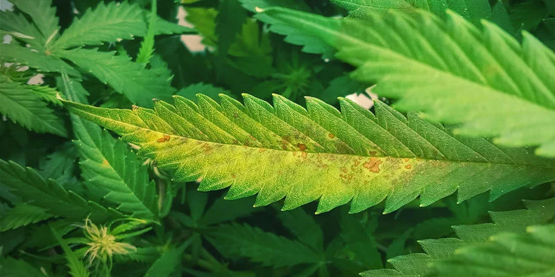 Che aspetto ha una carenza di magnesio in una pianta di cannabis?