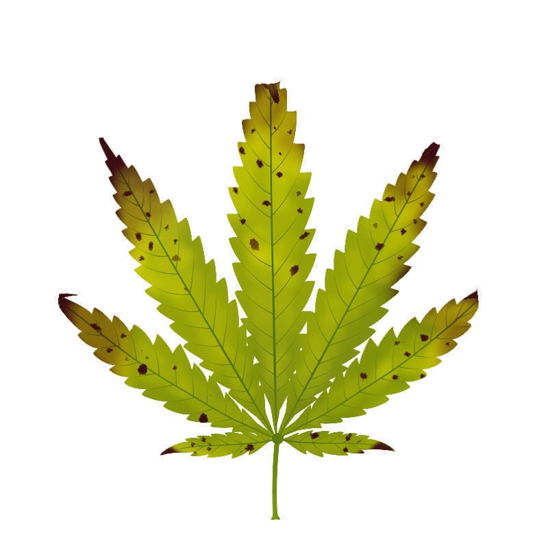 Carenza Di magnesio Nelle Piante Di Cannabis: Ultimo stadio della carenza di magnesio