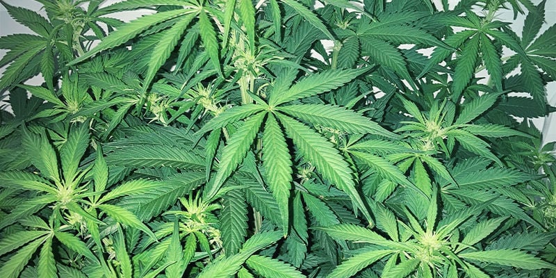 Che aspetto ha una carenza di zolfo in una pianta di cannabis?