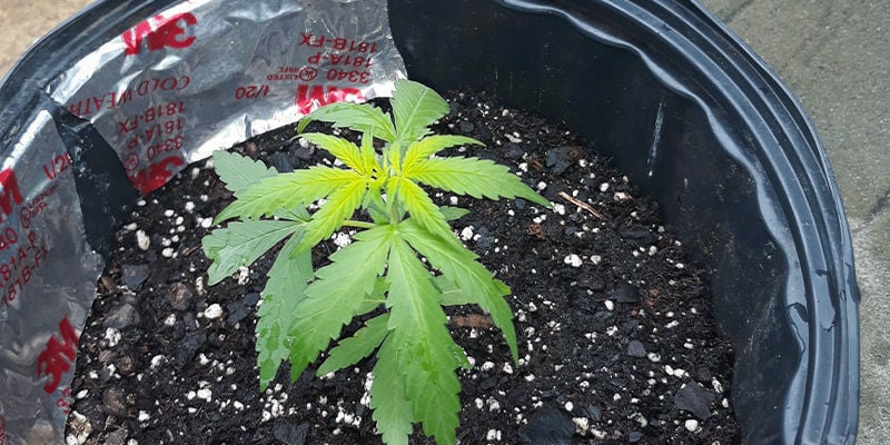 Che aspetto ha una carenza di zolfo in una pianta di cannabis?