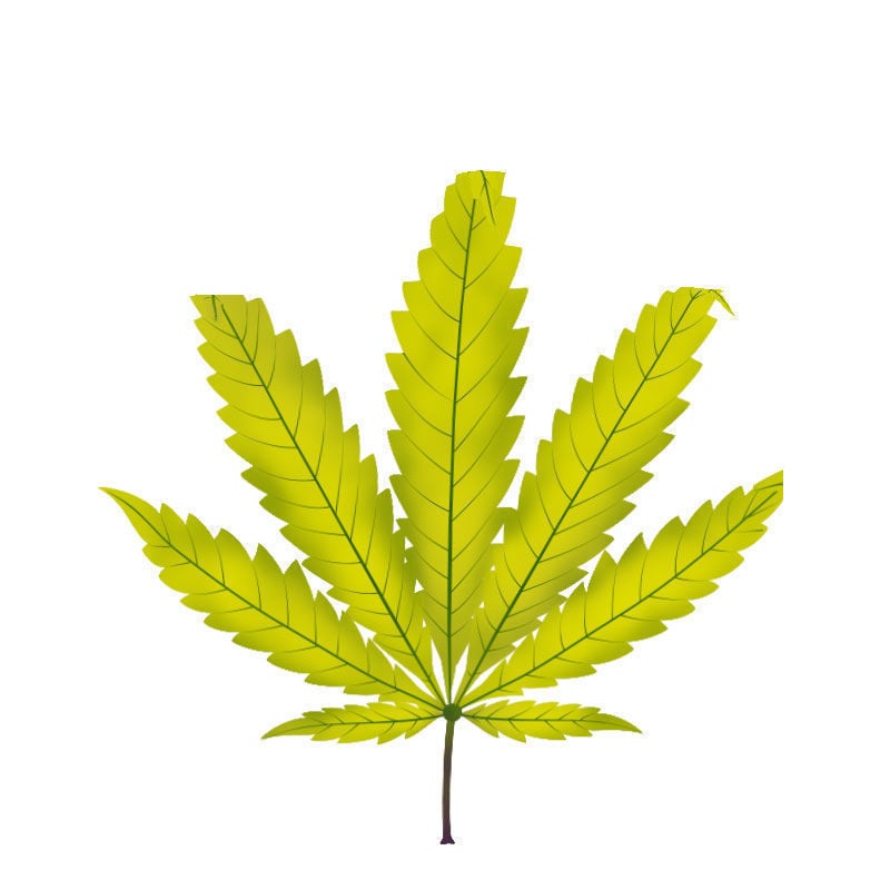 Carenza Di zolfo Nelle Piante Di Cannabis: Ultimo stadio della carenza di zolfo