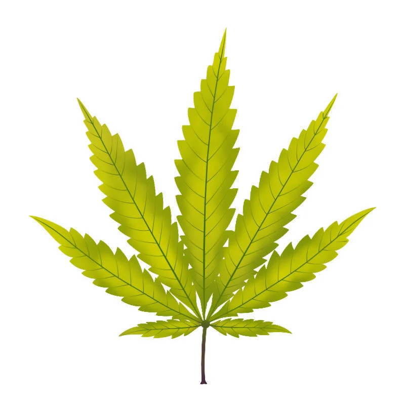 Carenza Di zolfo Nelle Piante Di Cannabis: Progressione della carenza di zolfo