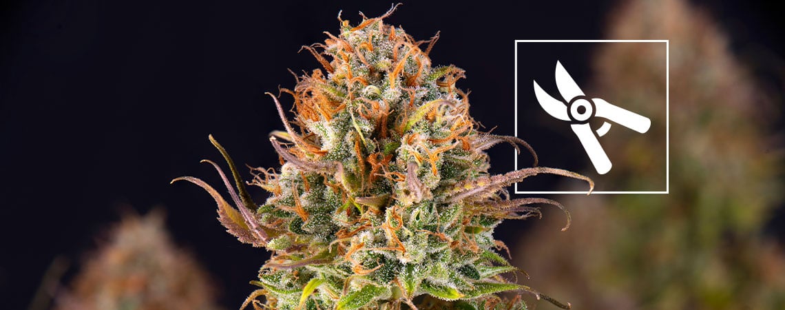 Quando raccogliere le piante di cannabis