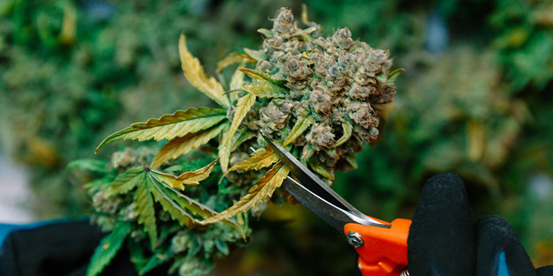 Altri metodi per capire quando raccogliere la cannabis