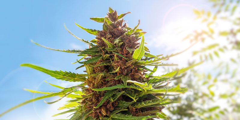 Qual è il momento migliore della giornata per raccogliere la cannabis?