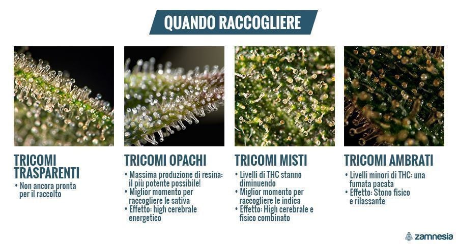 Stabilire Il Momento Della Raccolta Con I Tricomi