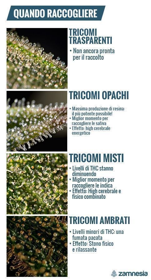 Stabilire Il Momento Della Raccolta Con I Tricomi