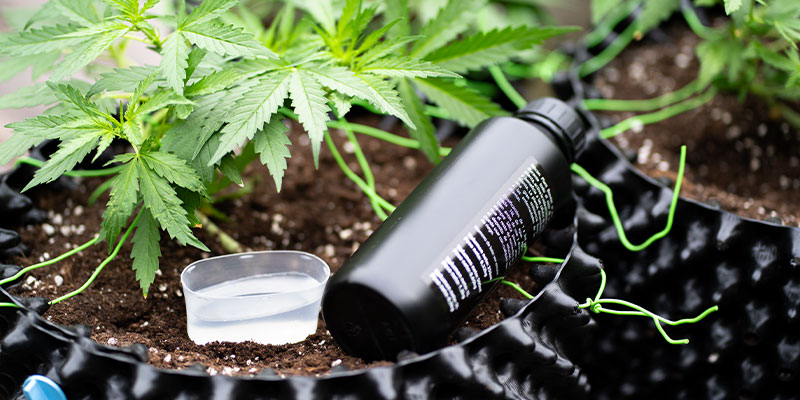 Come correggere la carenza di fosforo nella cannabis