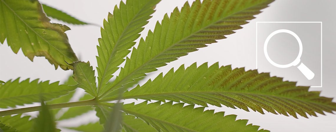 Carenza di fosforo nelle piante di cannabis: Sintomi e soluzioni