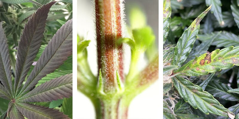 Segni di carenza di fosforo nella cannabis
