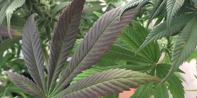 Segni di carenza di fosforo nella cannabis