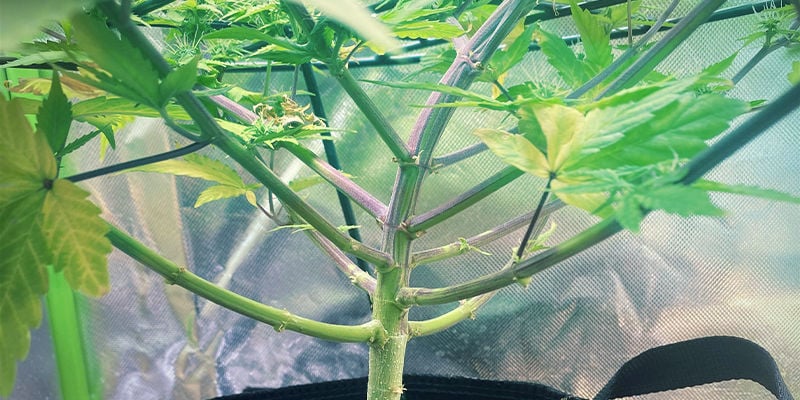 Come si manifesta una carenza di fosforo sulle piante di cannabis