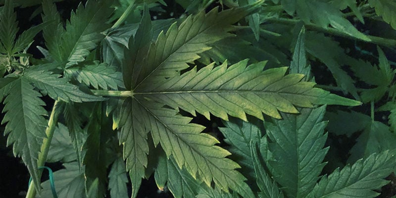 Come si manifesta una carenza di fosforo sulle piante di cannabis