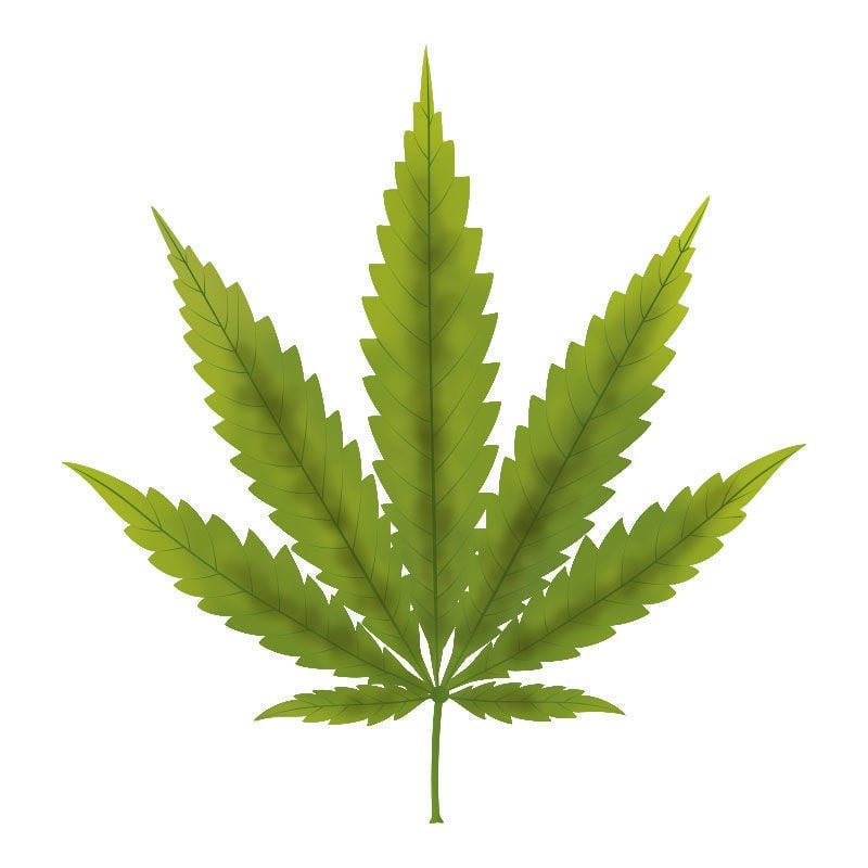 Carenza Di fosforo Nelle Piante Di Cannabis: Primi sintomi della carenza di fosforo