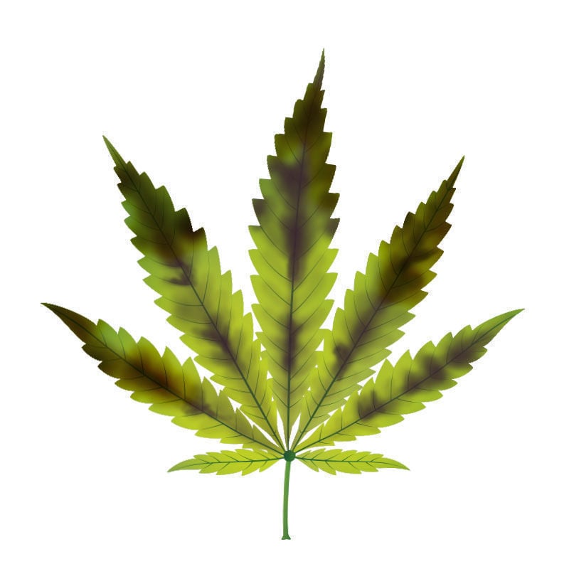 Carenza Di fosforo Nelle Piante Di Cannabis: Ultimo stadio della carenza di fosforo