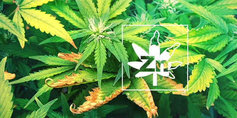 La Carenza Di Zinco Nelle Piante Di Cannabis