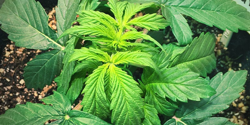 Che aspetto ha la carenza di ferro nelle piante di cannabis