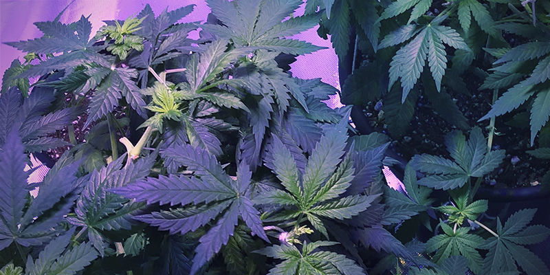 Che aspetto ha la carenza di ferro nelle piante di cannabis